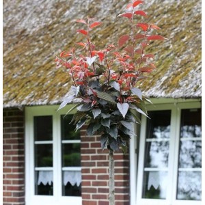 Hochstamm Blut Nelkenkirsche 40-60cm - Prunus serrulata
