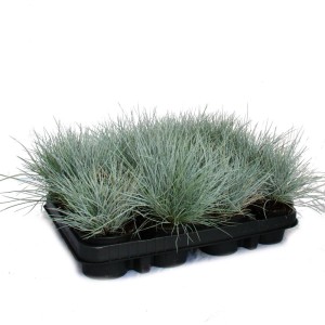 Set aus 12 Blauschwingel-Gras Pflanzen (Festuca Glauca) im 9cm Topf.