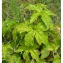Knotiger Schatten Storchschnabel 'Clos du Coudray', grüne Blätter einer Staude.