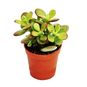 Kleine Crassula Pfennigbaum Sukkulente im braunen 5,5cm Topf mit grünen Blättern.