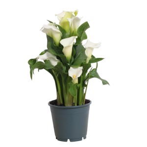 Zimmerkalla (Zantedeschia) mit weißen Blüten im Topf, ca. 30-50 cm hoch.