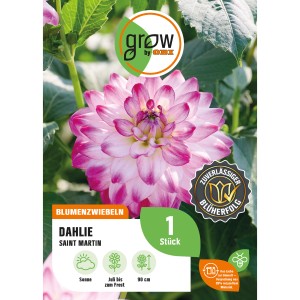 Dahlie 'Saint Martin' von GROW by OBI, lila-rote Blüte mit weißem Rand, ca. 90cm hoch.