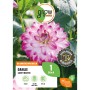 Dahlie 'Saint Martin' von GROW by OBI, lila-rote Blüte mit weißem Rand, ca. 90cm hoch.