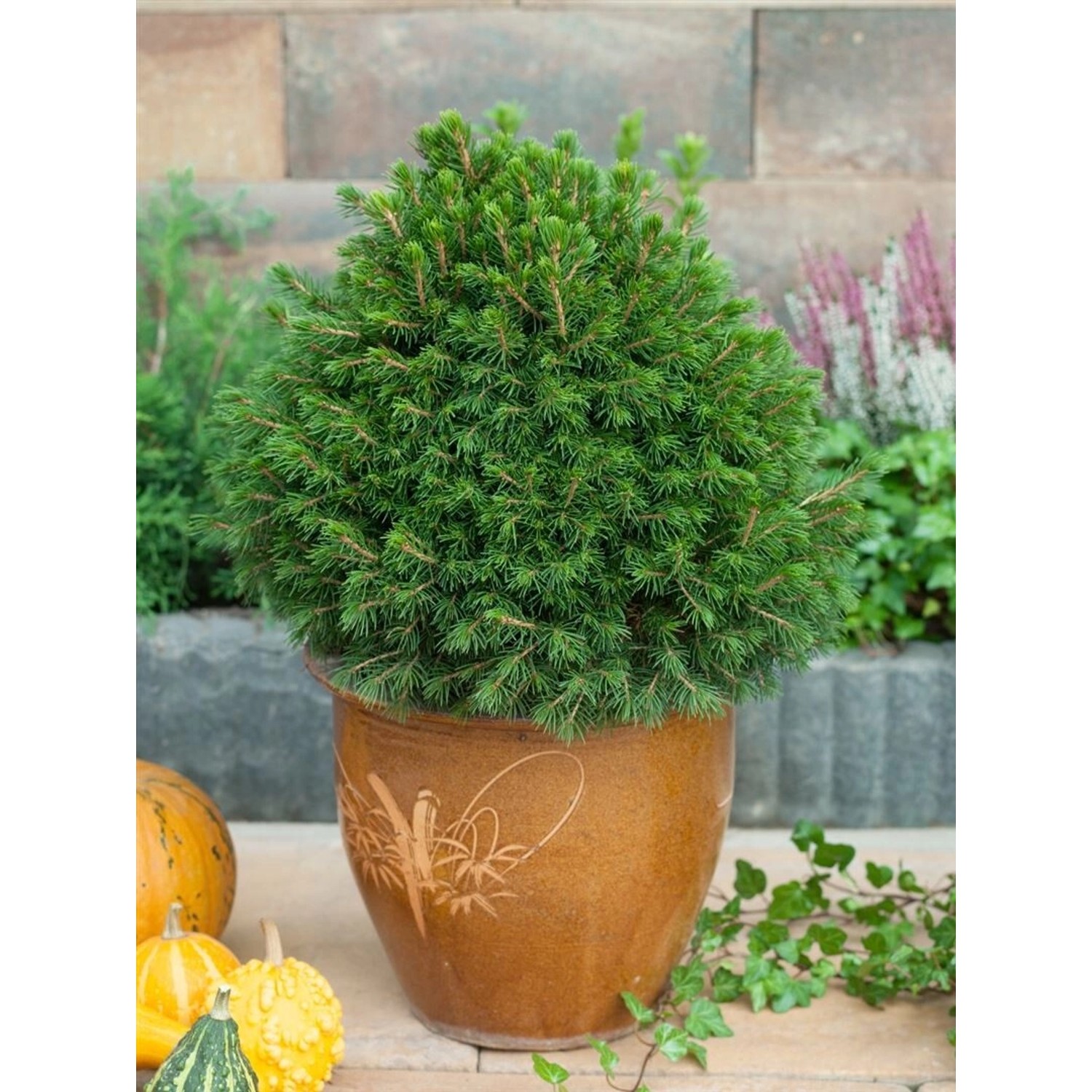 Picea Abies Tompa Fichte Kompakt 20–25 cm günstig online kaufen