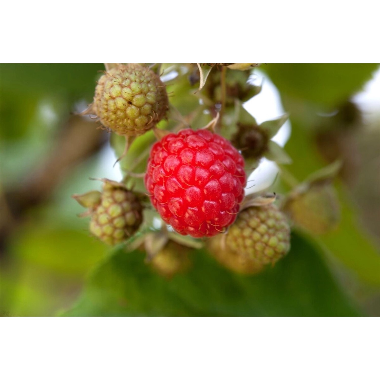 Rubus Idaeus Willamette Himbeere Rot 30–40 Cm günstig online kaufen