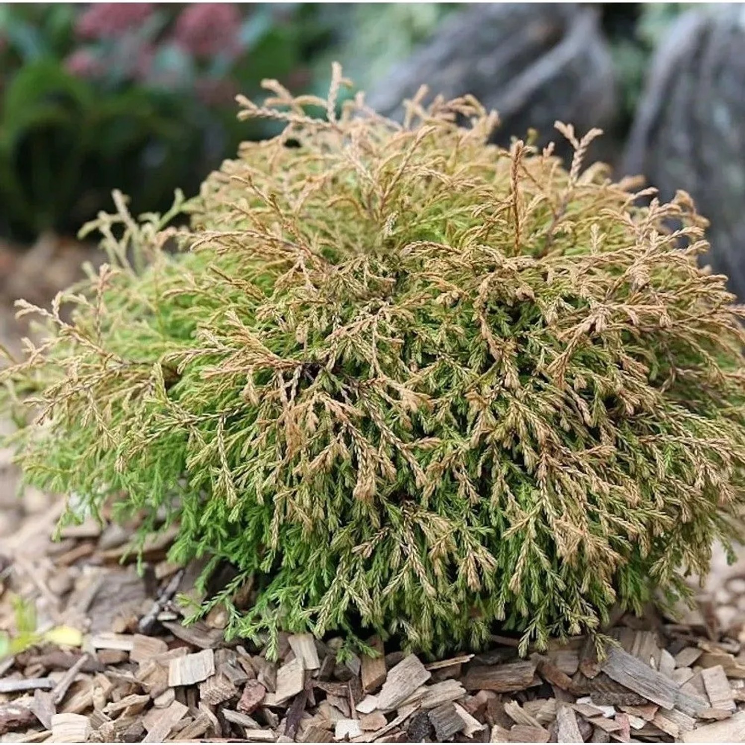 Lebensbaum Golden Tuffet 25-30cm - Thuja occidentalis