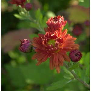 Winteraster Herbstrubin - Chrysanthemum hortorum