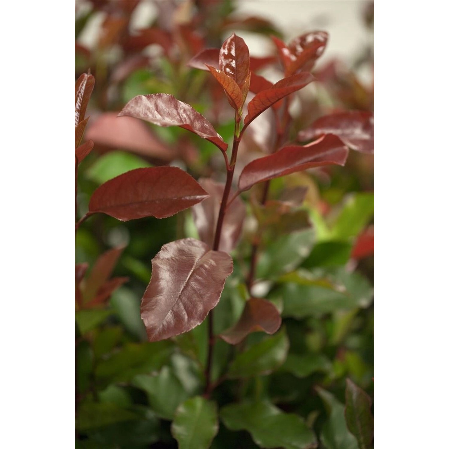 Photinia Fraseri Camilvy Glanzmispel 40–60 cm Immergrün günstig online kaufen
