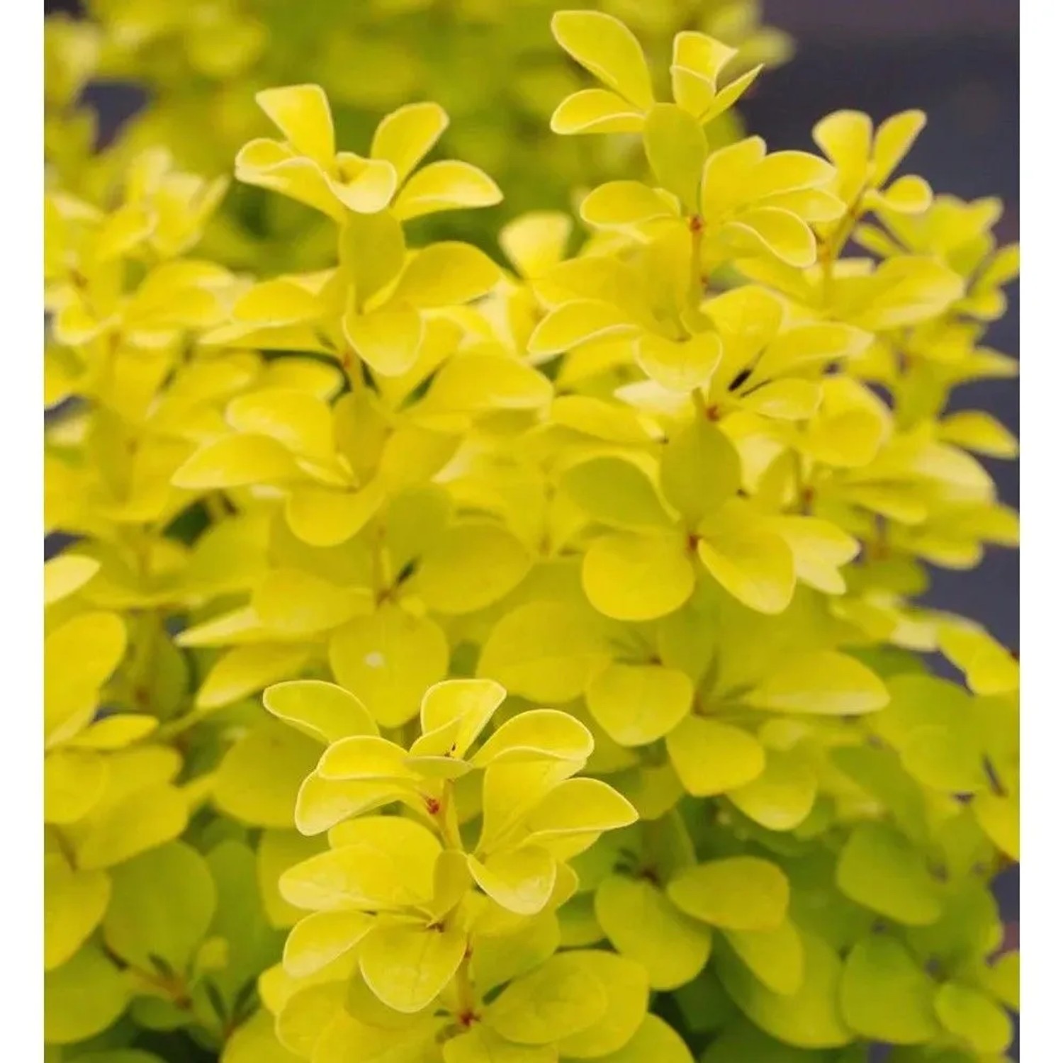 Goldberberitze Maria 40-60cm - Berberis thunbergii