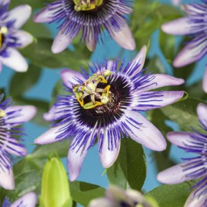 Nahaufnahme der exotischen Passionsblume 'Damsels Delight' im 11cm Topf, violett-rosa Blüte.