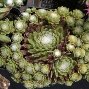 Dachwurz 'Rheinkiesel' (Sempervivum cultorum), eine grüne Staude mit weißen, spinnennetzartigen Details.