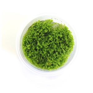 Dennerle Riccia Fluitans Aquariumpflanze In-Vitro, hellgrünes Teichlebermoos im Behälter.