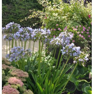 Blühende Liebesblume 'Twister' (Agapanthus africanus) im Gartenbeet.
