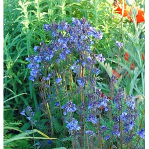 Blühende Jakobsleiter 'Purple Rain' (Polemonium yezoense) mit violetten Blüten im Garten.