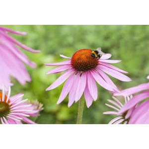 Nahaufnahme eines rosafarbenen Sonnenhuts (Echinacea) mit Hummel im Garten.
