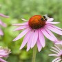 Nahaufnahme eines rosafarbenen Sonnenhuts (Echinacea) mit Hummel im Garten.