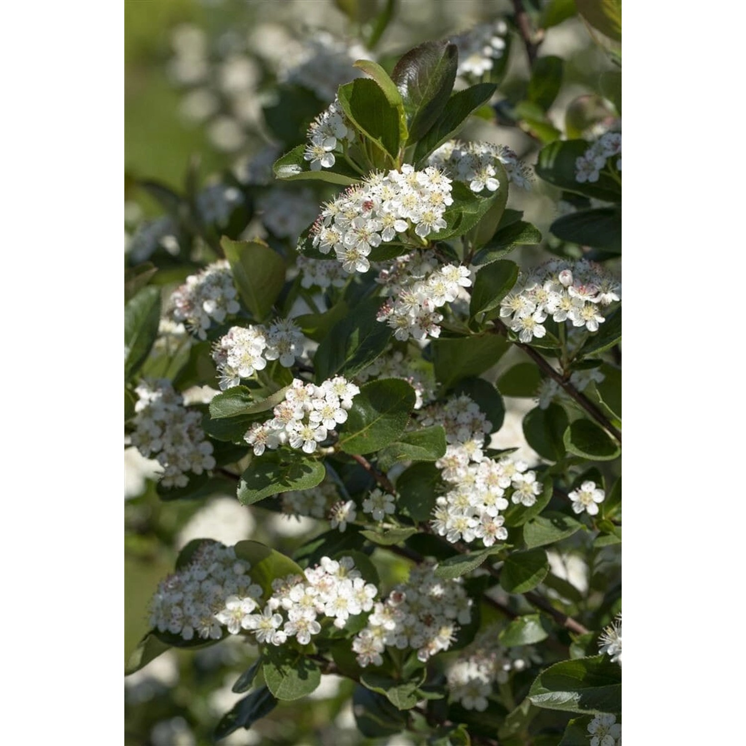 Aronia Prunifolia Viking Apfelbeere Schwarz 80 Cm Stammhöhe günstig online kaufen