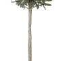 GROW by OBI Olivenbaum Ministamm im Topf, ca. 35 cm hoch.