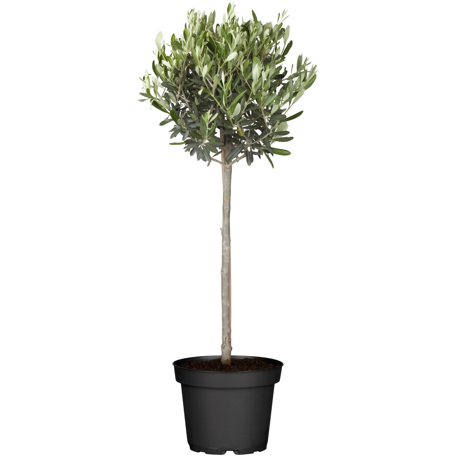 GROW by OBI Olivenbaum Ministamm im Topf, ca. 35 cm hoch.