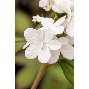Nahaufnahme: Viburnum Plicatum Summer Snowflake (Japanischer Schneeball) mit weißen Blüten.
