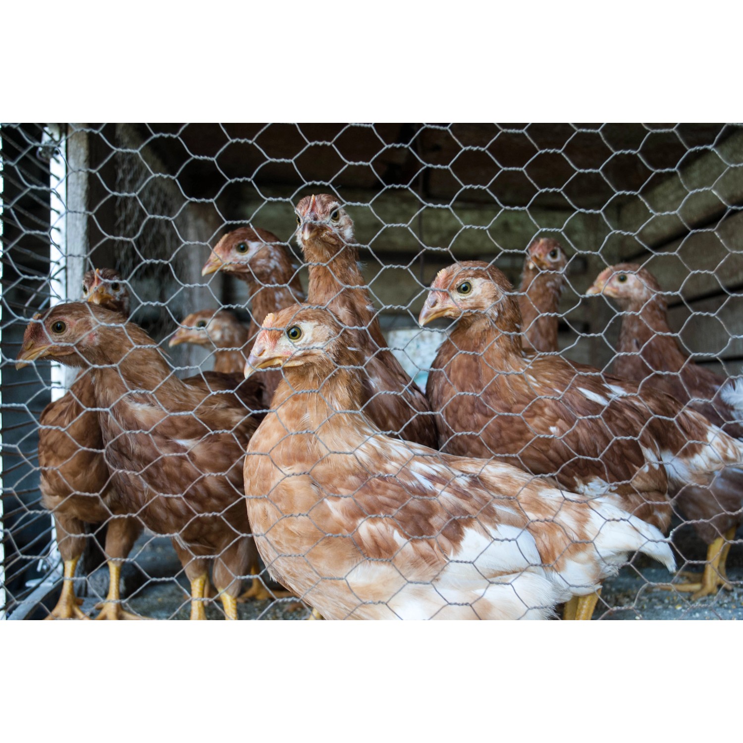 Maschendraht 50cm X 5m - Hasendraht, Feuerverzinkt, Mit Zange