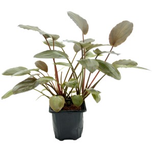 Dennerle Plants Lagenandra meeboldii Rot XL Aquariumpflanze im Topf mit rötlichen Blättern.