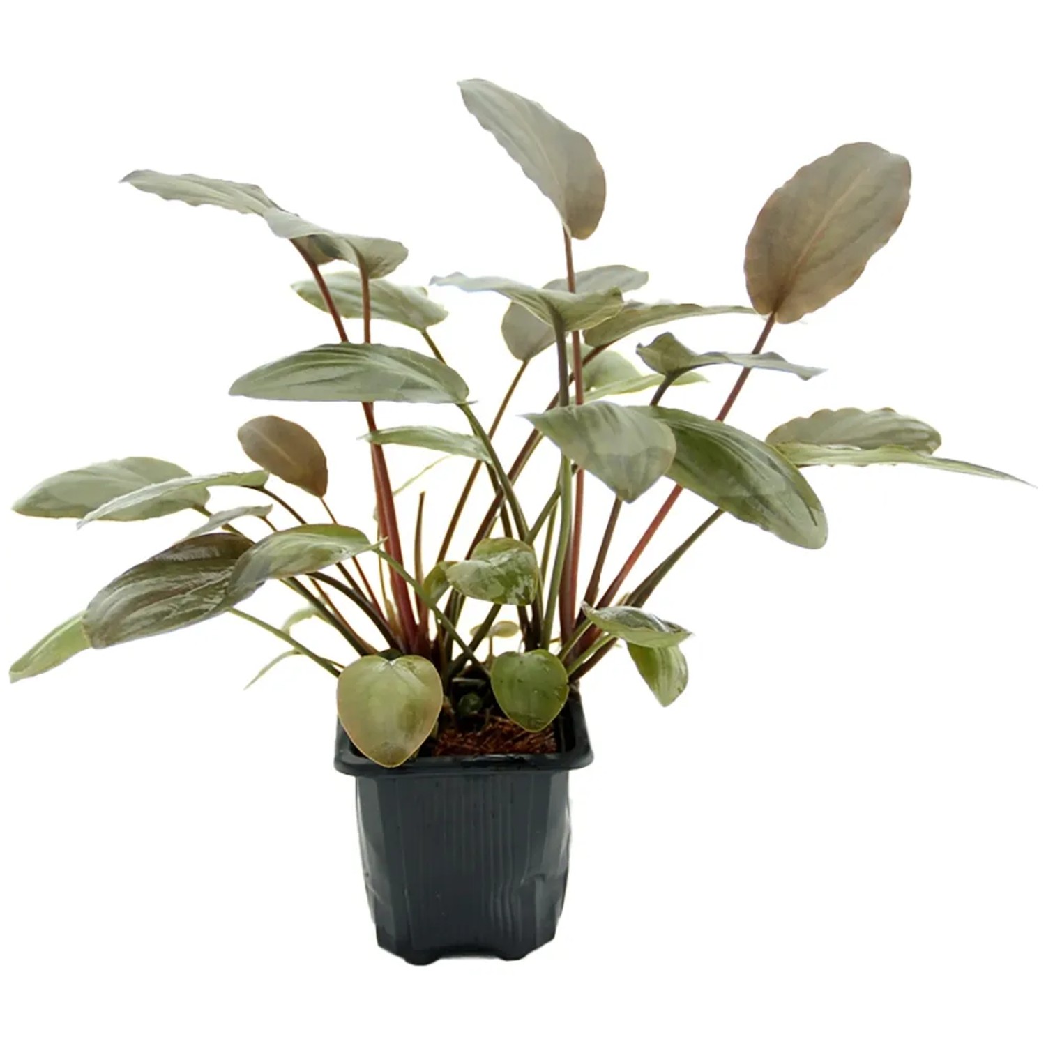 Dennerle Plants Aquariumpflanze Lagenandra meeboldii Rot XL