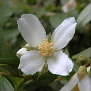 Nahaufnahme einer weißen Blüte des Gartenjasmin Lemoinei (Philadelphus) Strauchs.