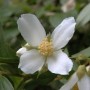 Nahaufnahme einer weißen Blüte des Gartenjasmin Lemoinei (Philadelphus) Strauchs.