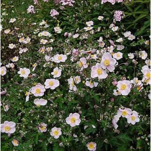 Japanische Herbstanemone 'Ouvertüre' mit zarten, hellrosa Blüten und gelber Mitte im Garten.