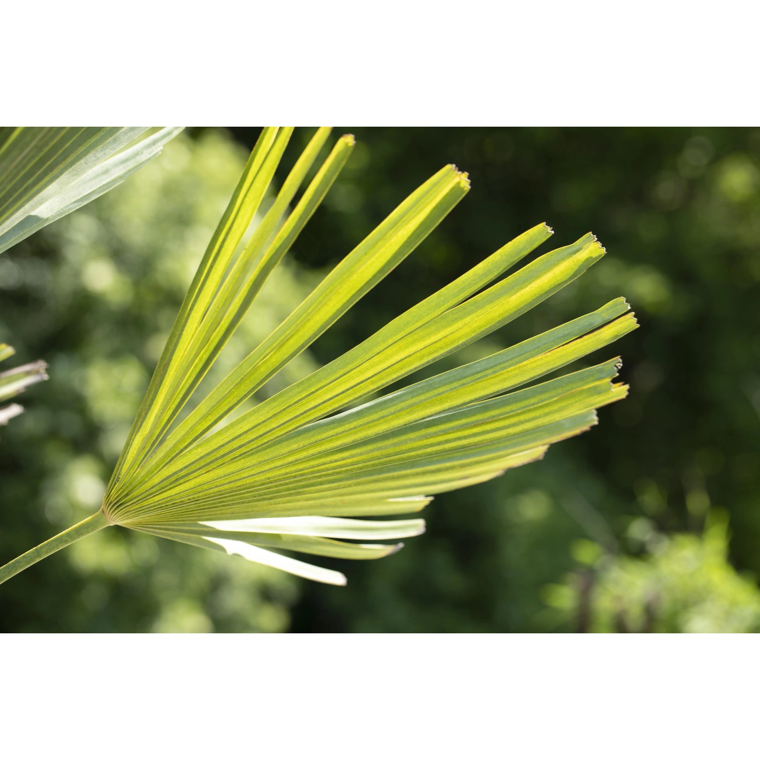 Blte Der Hanfpalme