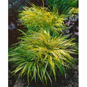 Japanisches Berggras 'Beni Kaze' im Topf, grün-gelb gestreift, ca. 30 cm hoch.