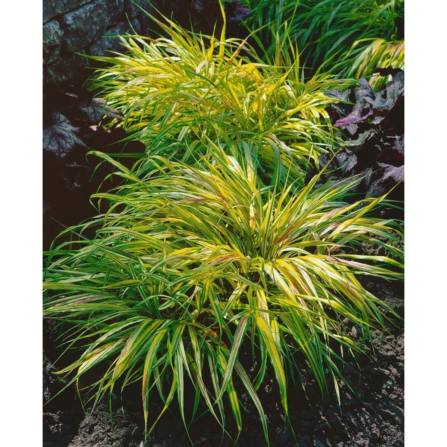 Hakonechloa Macra Beni Kaze Japanisches Berggras Ca. 11x11 cm Topf günstig online kaufen