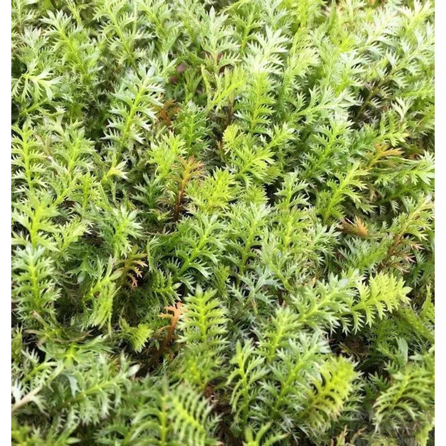 Dunkles Fiederpolster - Leptinella squalida