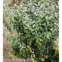 Wintergrüne Ölweide (Elaeagnus ebbingei), ca. 80-100cm hoch, im Garten.