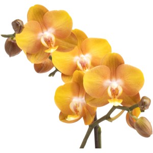 Schmetterlingsorchidee 'Las Vegas' von GROW by OBI, orange Blüten, Topf-Ø 12 cm.