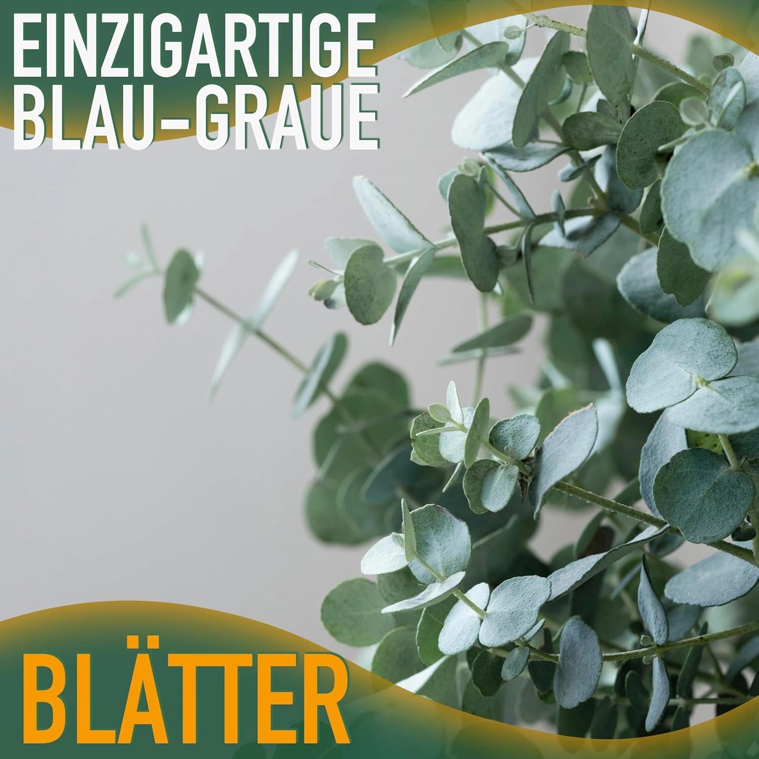 SunnyTree Eucalyptus Gunnii 'Azura' 90 cm Winterhart kaufen bei OBI