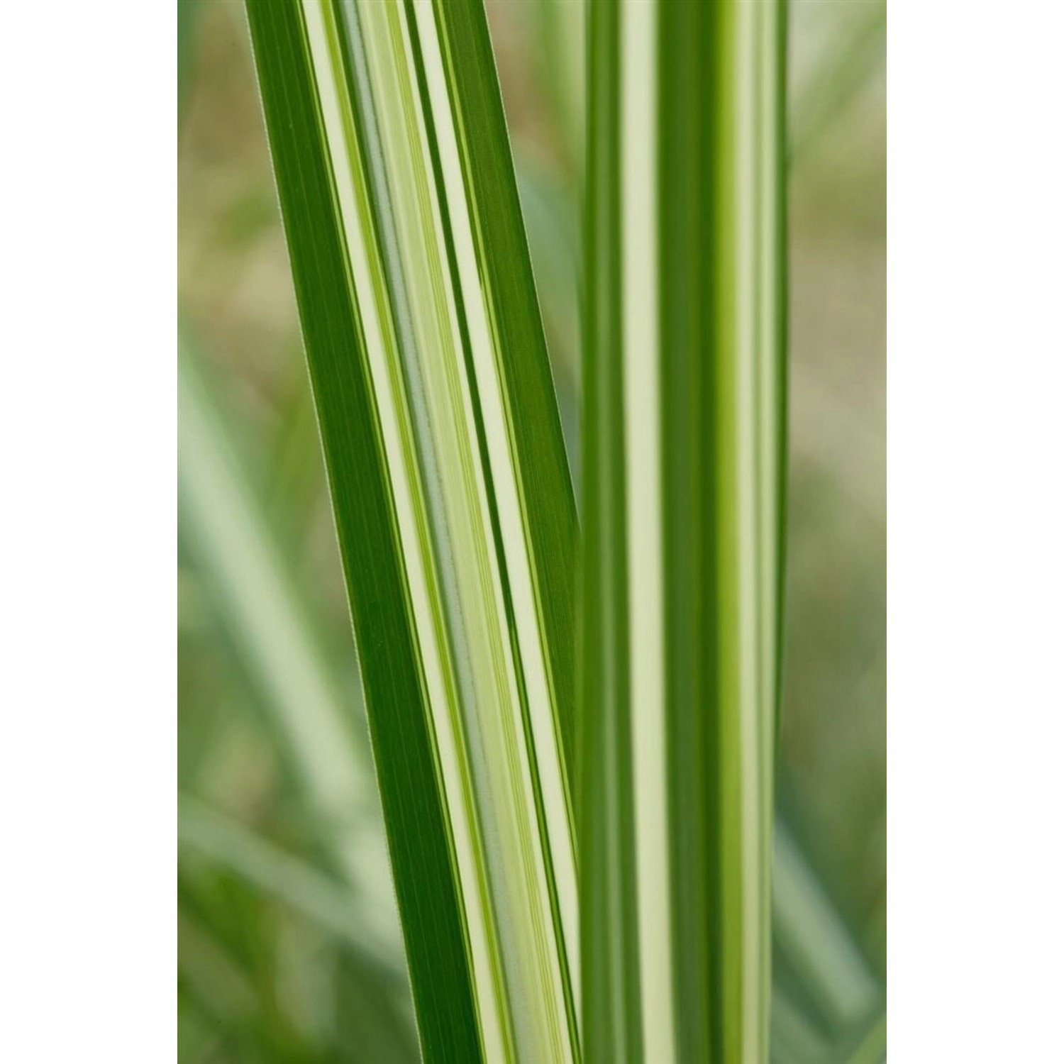 Miscanthus Sinensis Silberwolke Chinaschilf 3-5 Liter Container günstig online kaufen