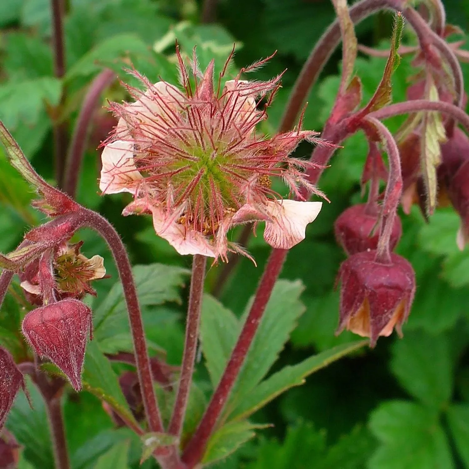6 x Bach-Nelkenwurz Geum rivale Topf 9cm Braunrote Blüten