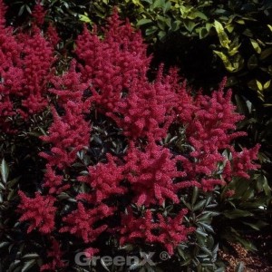Prachtspiere 'Glut' (Astilbe arendsii) mit leuchtend roten Blüten im Garten.