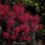Prachtspiere 'Glut' (Astilbe arendsii) mit leuchtend roten Blüten im Garten.