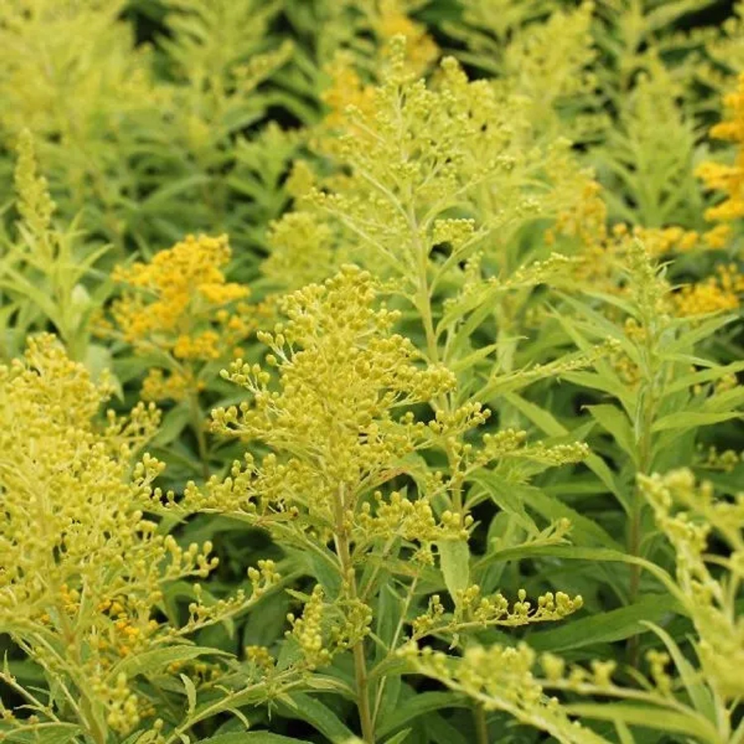 6 x Goldrute 'Goldenmosa' Solidago Topf 9cm Beetrandpflanze
