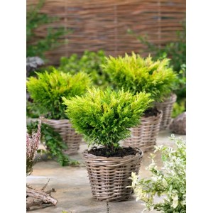 Gelbgrüner Kriechwacholder 'Limeglow' im Korb, 20-25 cm hoch, ideal als Bodendecker.