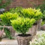 Gelbgrüner Kriechwacholder 'Limeglow' im Korb, 20-25 cm hoch, ideal als Bodendecker.