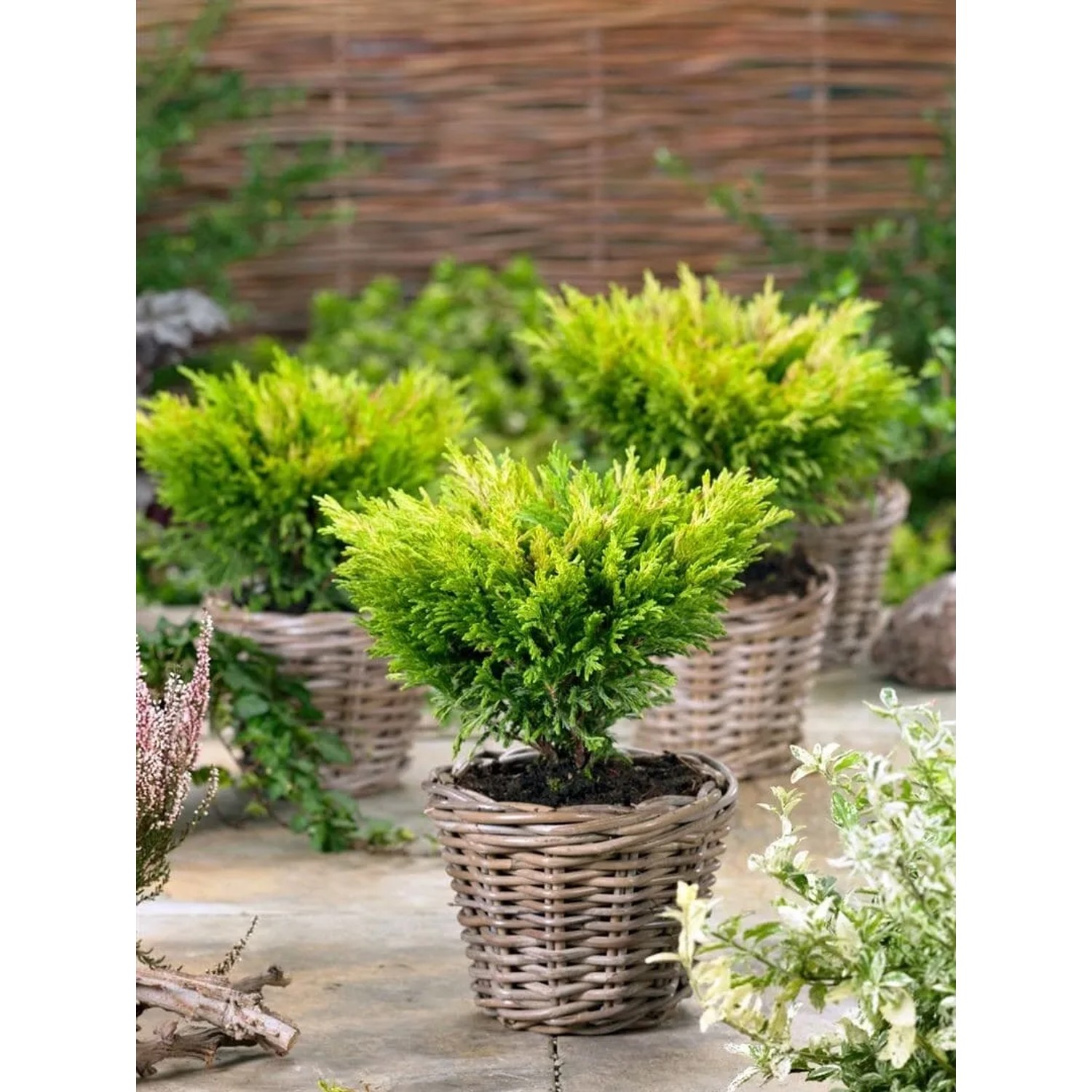 Gelbgrüner Kriechwacholder 'Limeglow' im Korb, 20-25 cm hoch, ideal als Bodendecker.