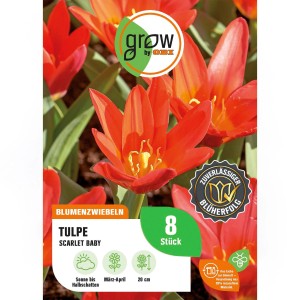 8 rote Tulpen 'Scarlet Baby' als Blumenzwiebeln von GROW by OBI. Frühlingsblüher für Beet und Garten.