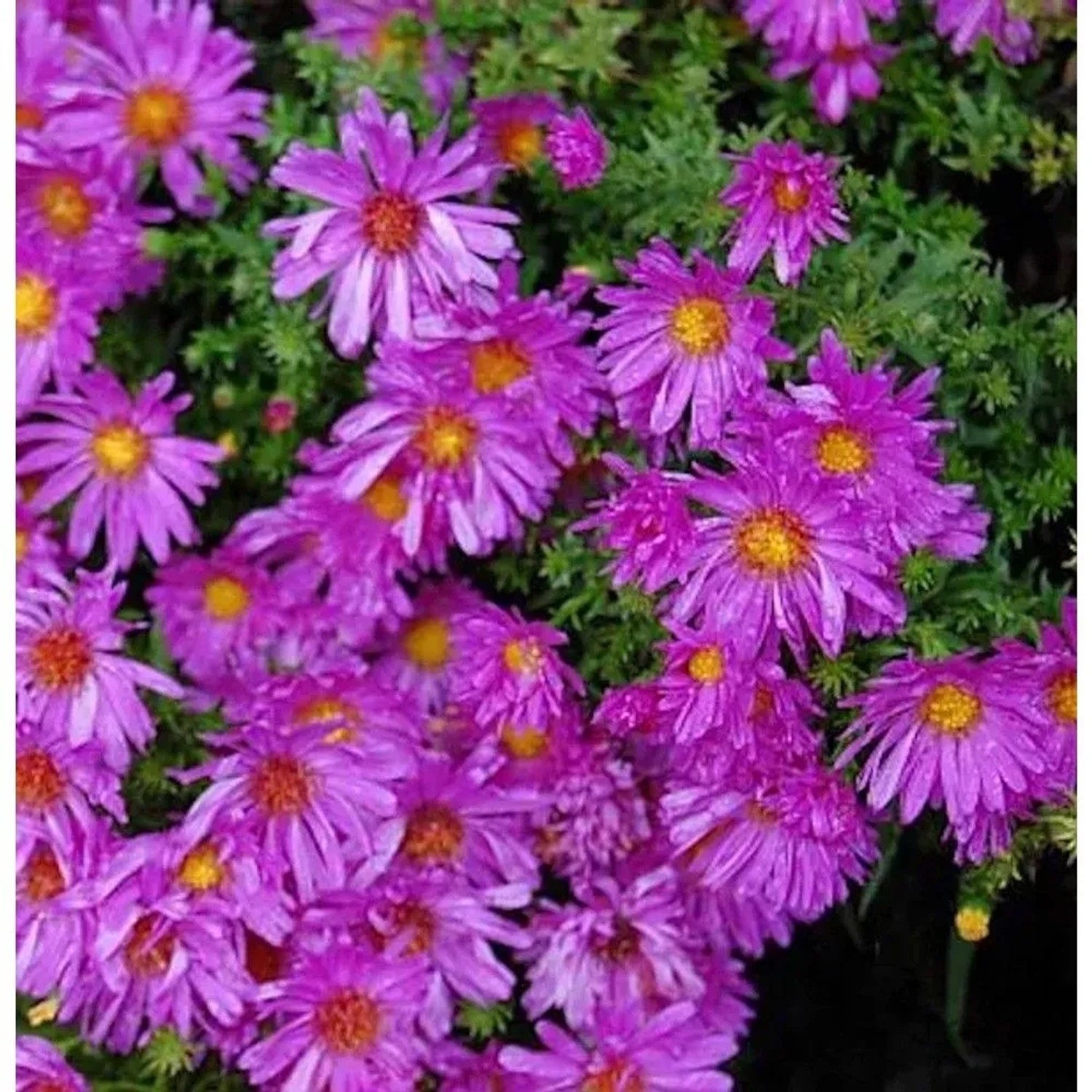 Kissenaster Kassel - Aster dumosus