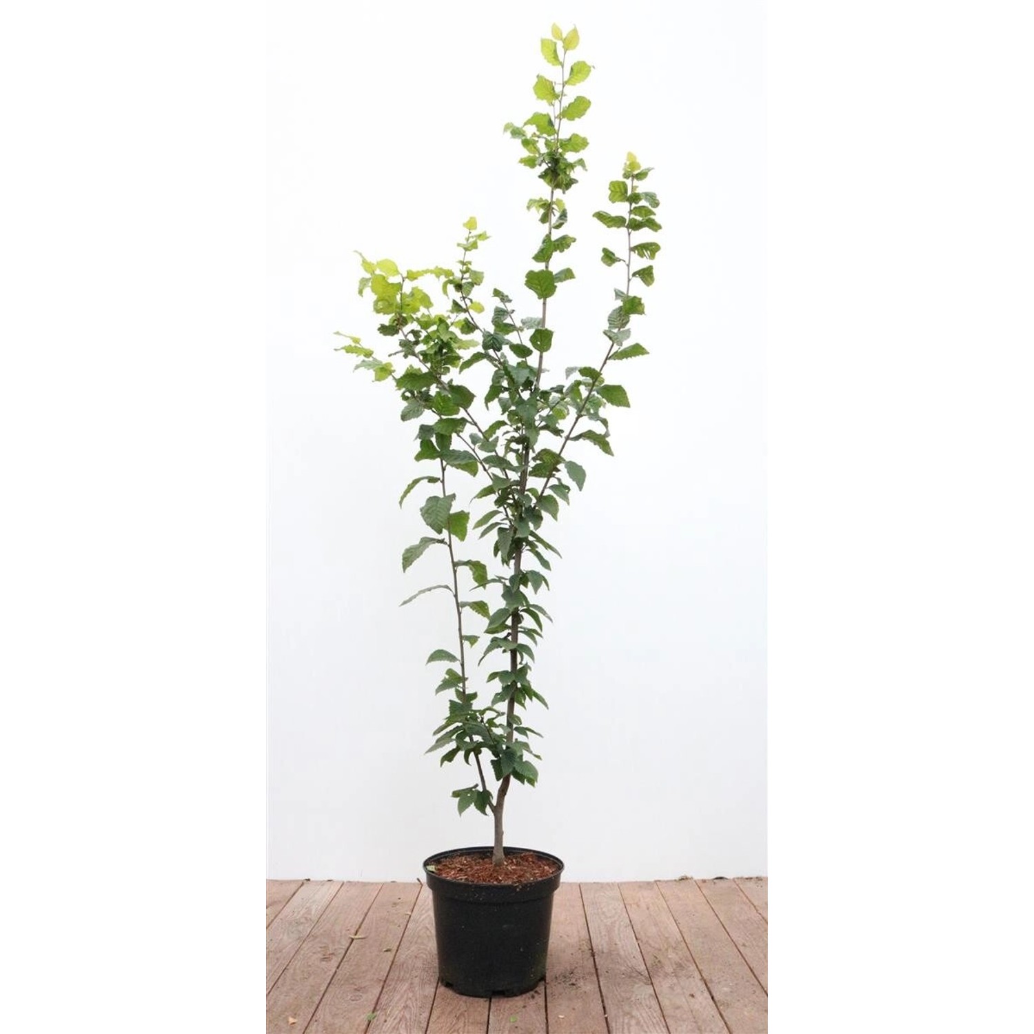 Carpinus betulus 'Lucas' 100-125 cm günstig online kaufen