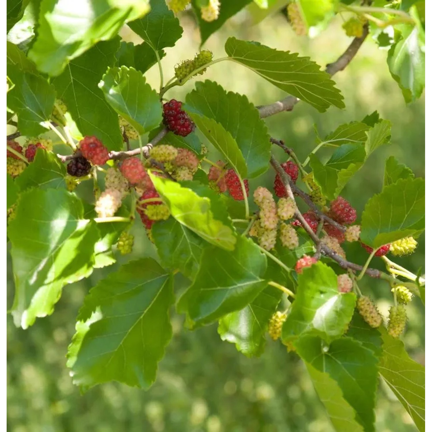 Zwerg Maulbeere Mojo Berry 125-150cm - Morus rotundiloba