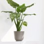 Ecopots Oslo Mini Pflanztopf, braungrau, 16x14 cm, mit grüner Pflanze.